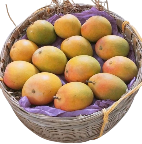 1d7c8a561f4511b82fe06aea96e111a7-removebg-preview