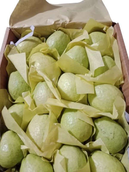 IMG-20251030-WA0005-removebg-preview